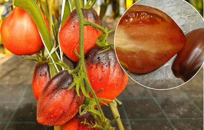 омат Малинові носики Сержанта Пеппера (колекційний)