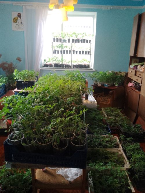 Коли починається сезон, то всі кімнати Світлани Юзюк у розсаді