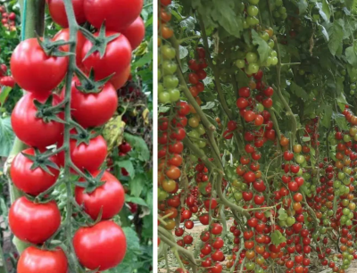 Томат Сакура