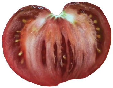 Томат Гном Пурпурове серце (колекційний)