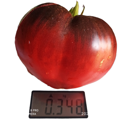 Томат Сержант Пеппер