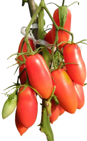 Томат Варвара рожева