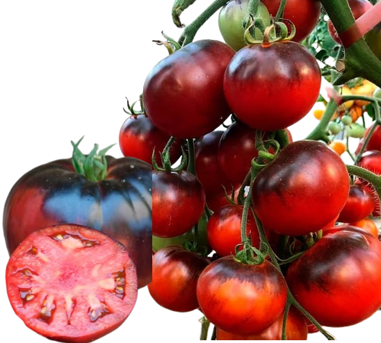 Томат Чорний імператор (колекційний)