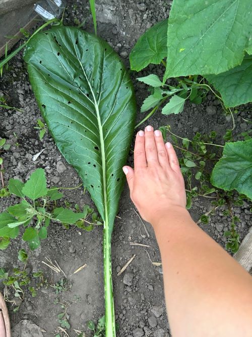 Листя комацуна