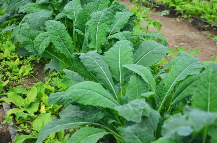 Додавайте капусту кале до страв