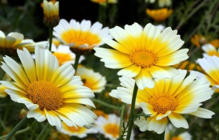 Хризантема салатна