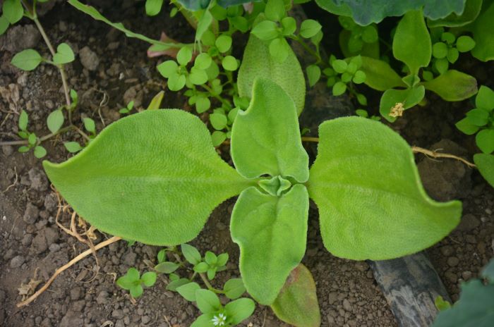 Кришталева трава