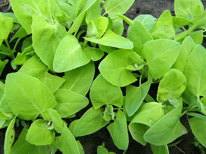 Зелена лобода