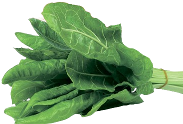 Мангольд_Вічний_шпинат