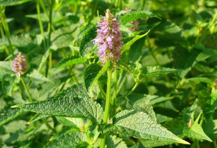 М’ята Золотий ювілей