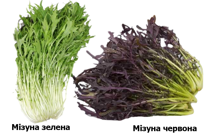 Мізуна багата на мінерали та вітаміни