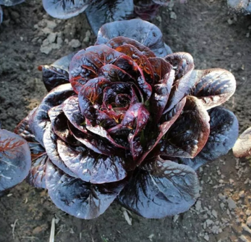 Ромен Мунред