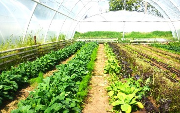 Свіжа зелень увесь рік!