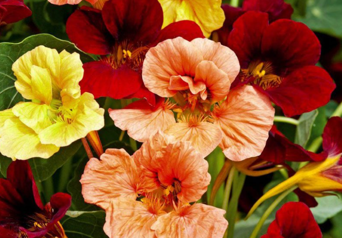 Настурція махрова суміш 