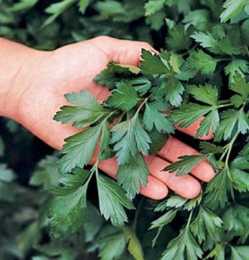 Петрушка Гігантелла