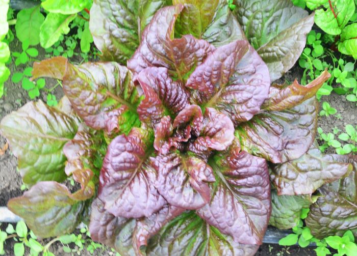 Ромен червоний 