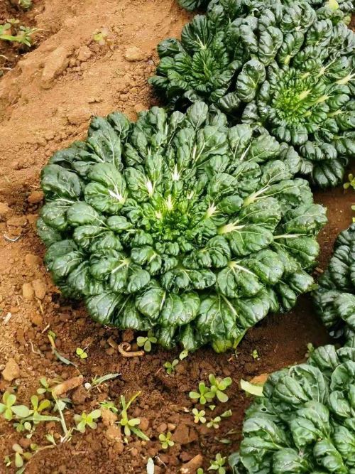 капуста тат-сой