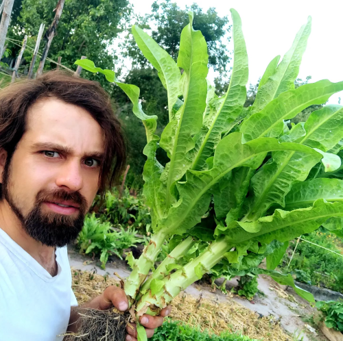 Салат уйсун має приємний смак, схожий на спаржу