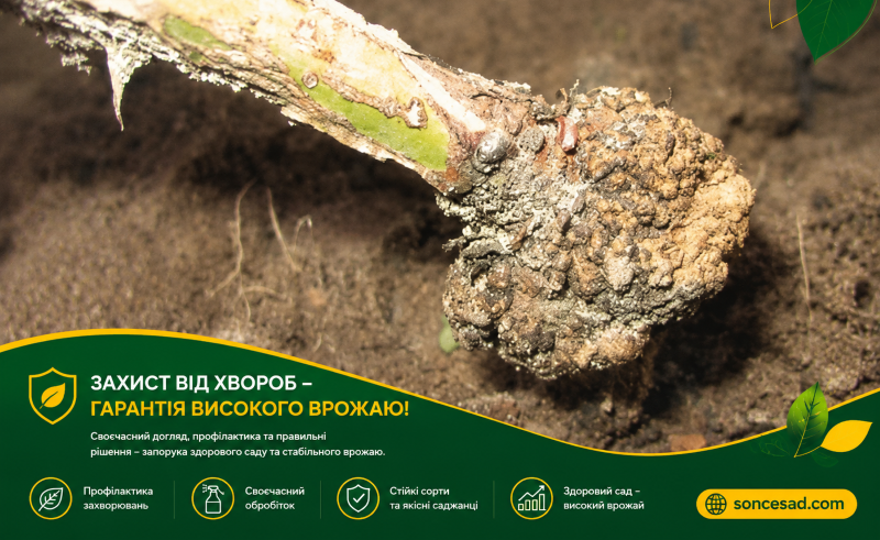 Бактераільний рак жоржини