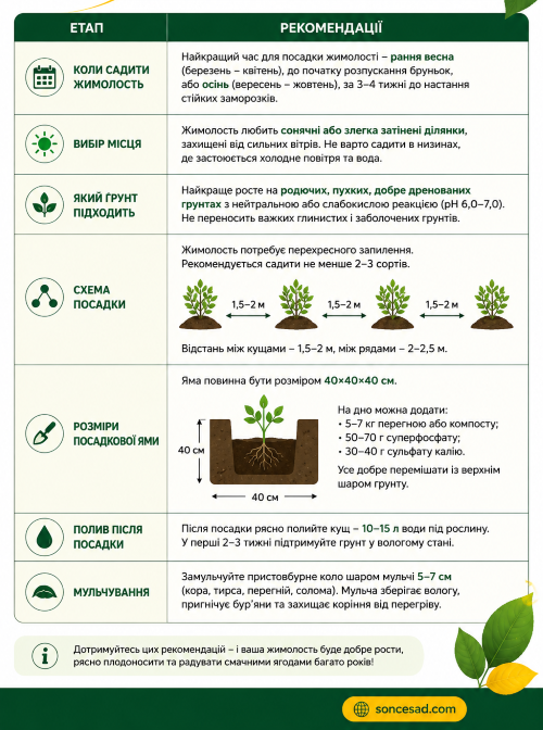 Схема посадки жимолості