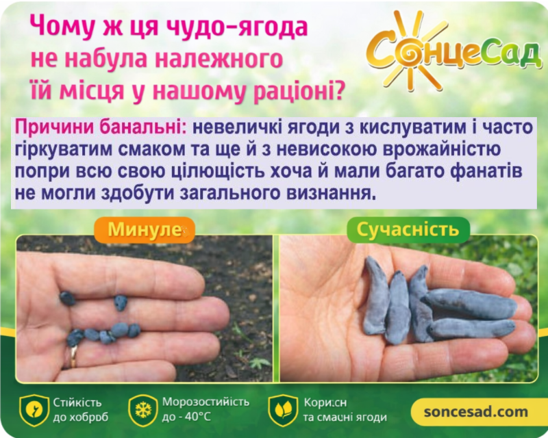Порівняння старих і нових сортів жимолості