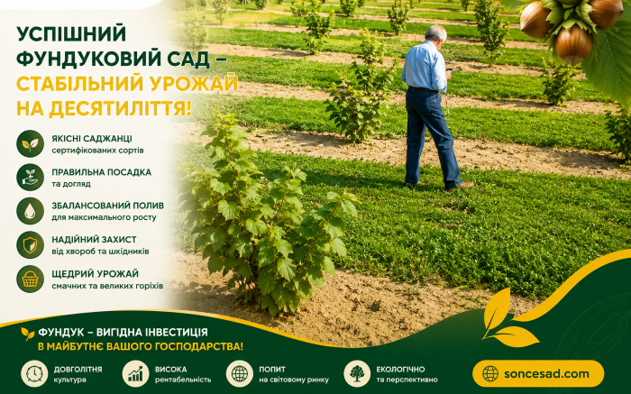 Нова плантація фундука на місці викорчуваного лісу